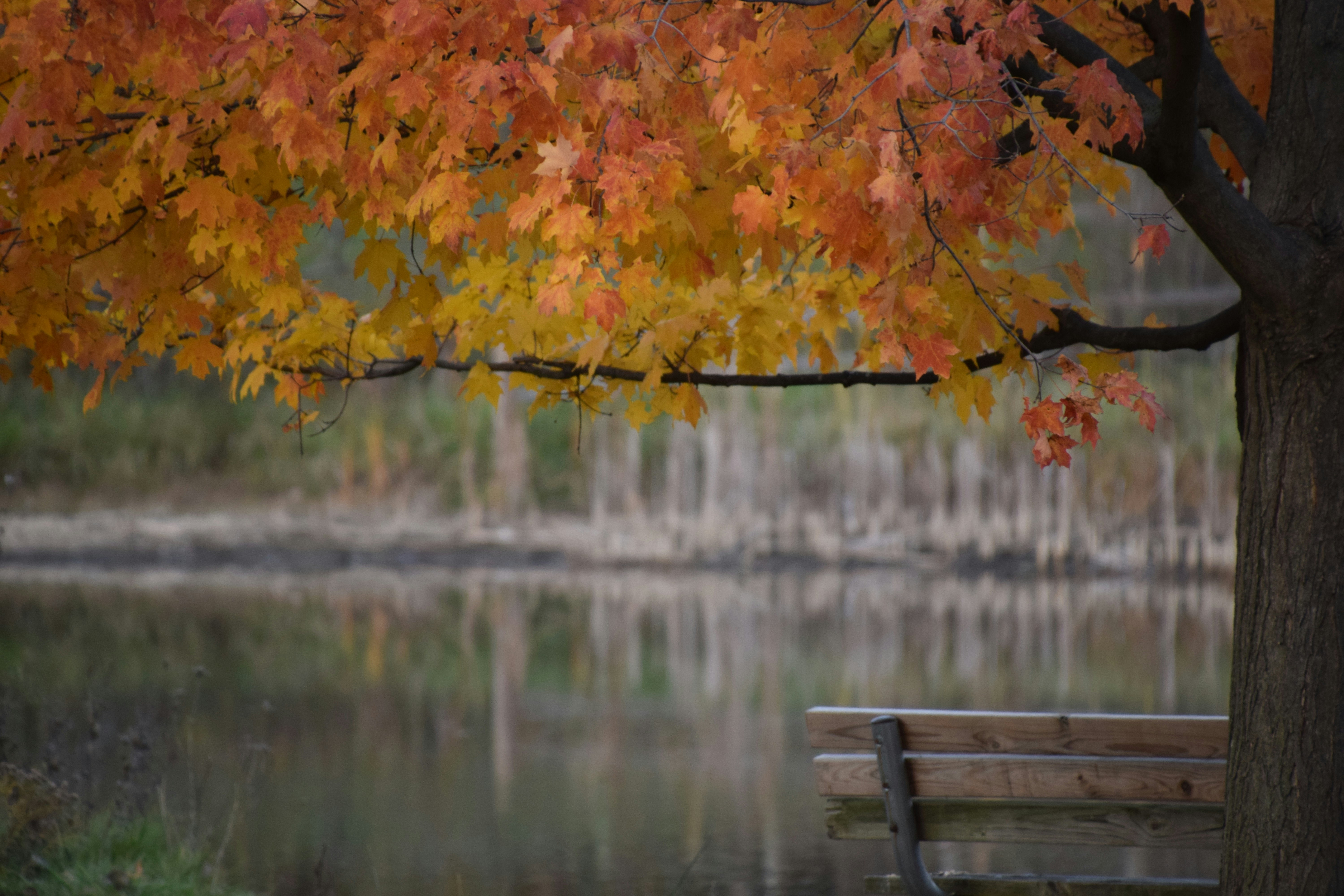 Laurel Run Park