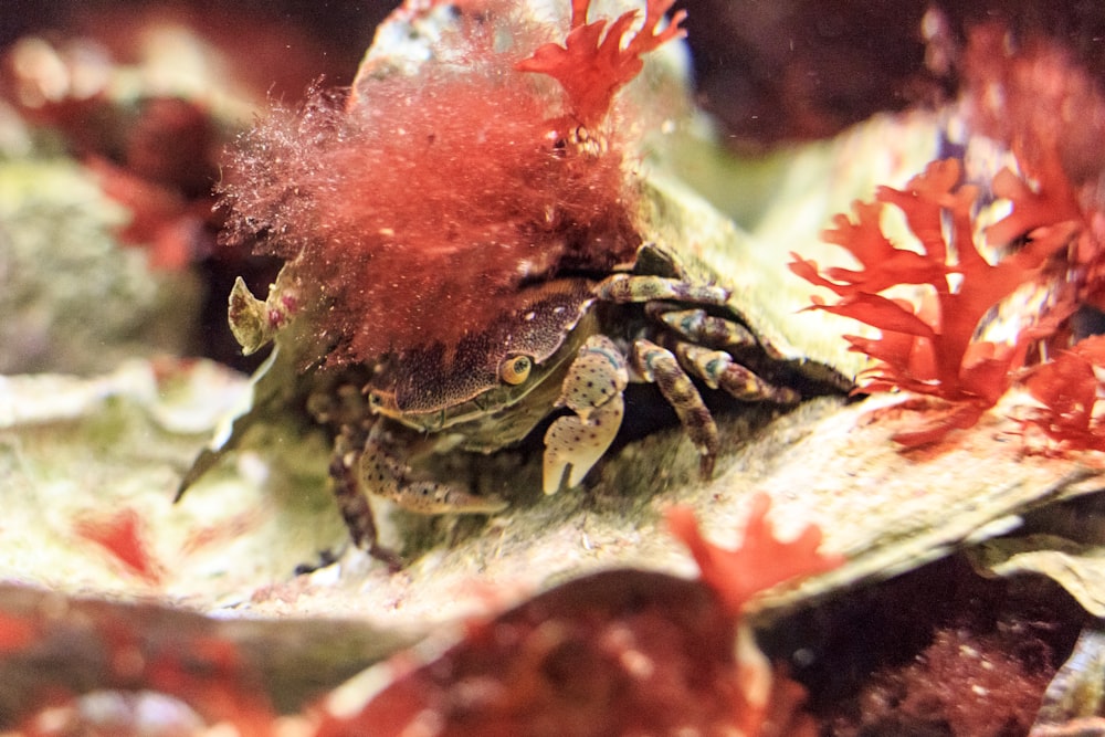 Ein Frosch auf einem Blatt