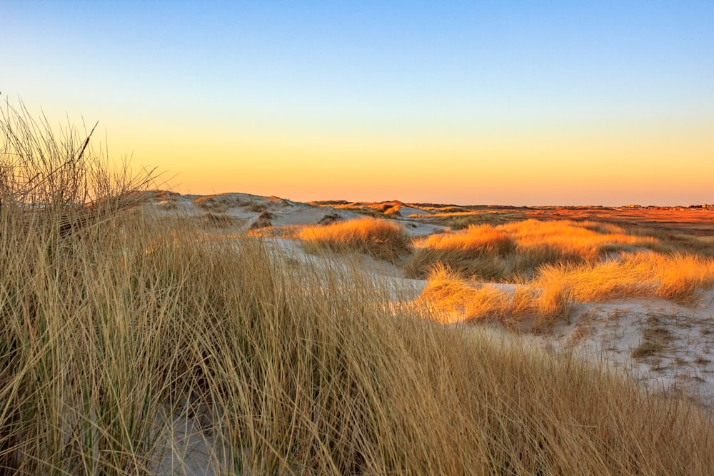 a river with tall grass and a sunset