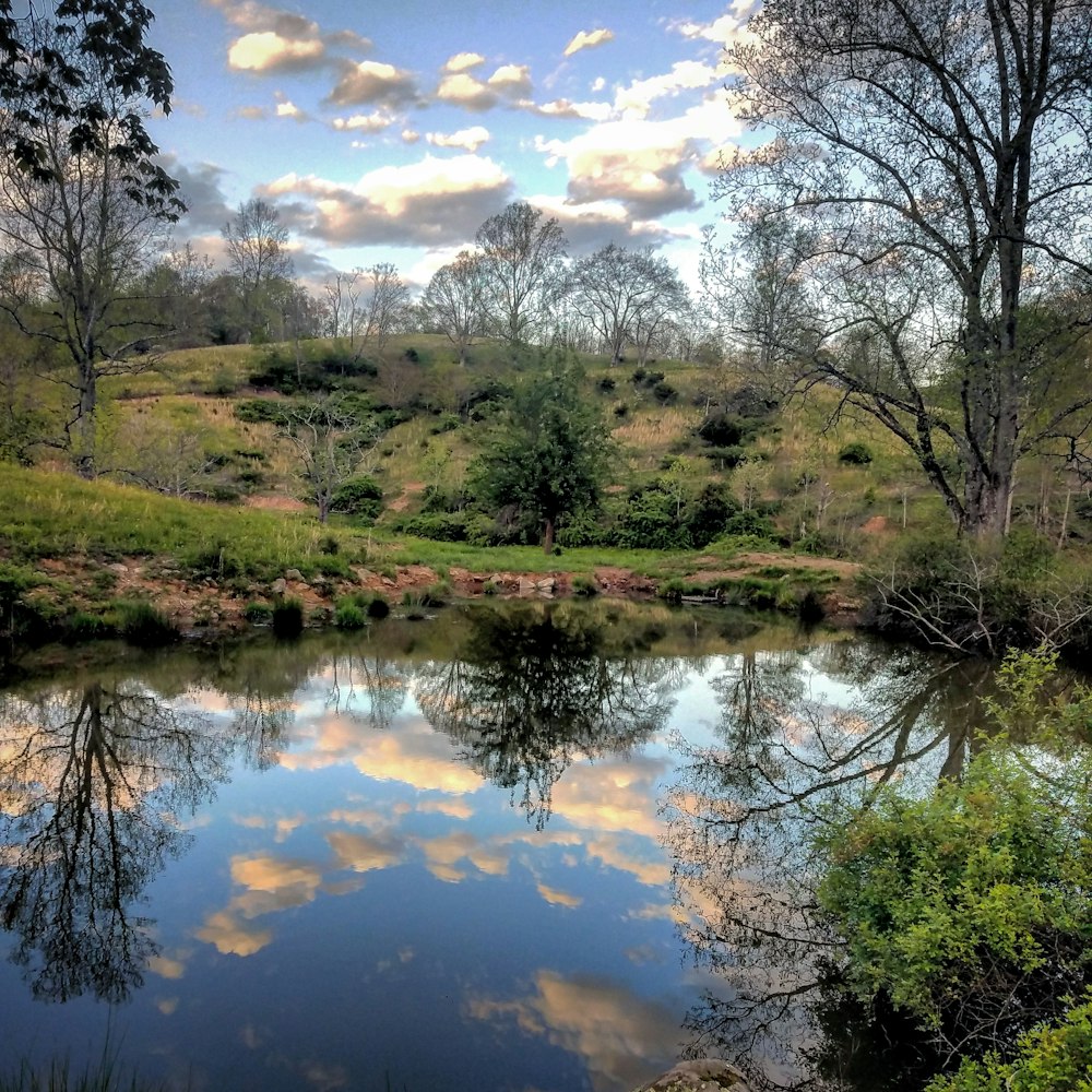 a body of water with trees and grass around it