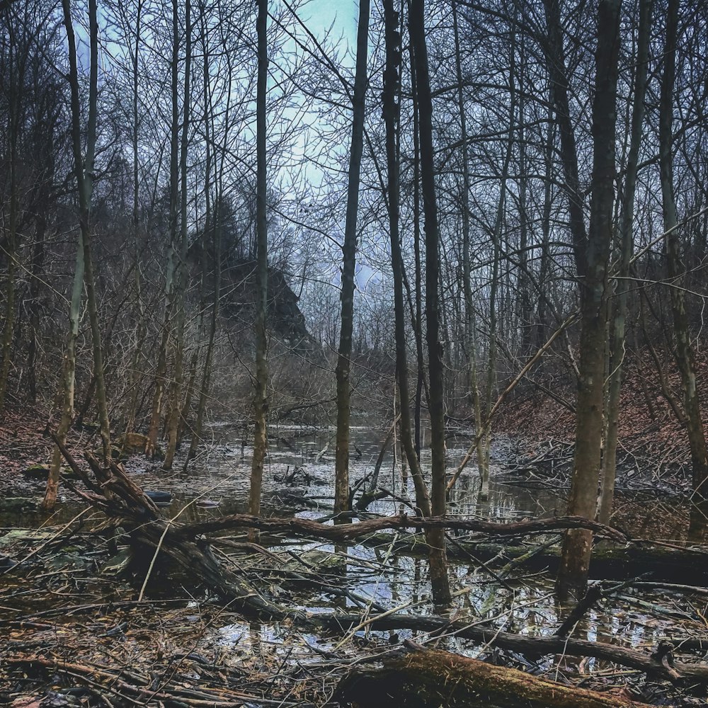 Un arroyo en un bosque