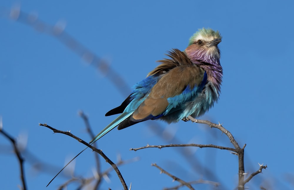 a bird sitting on a branch