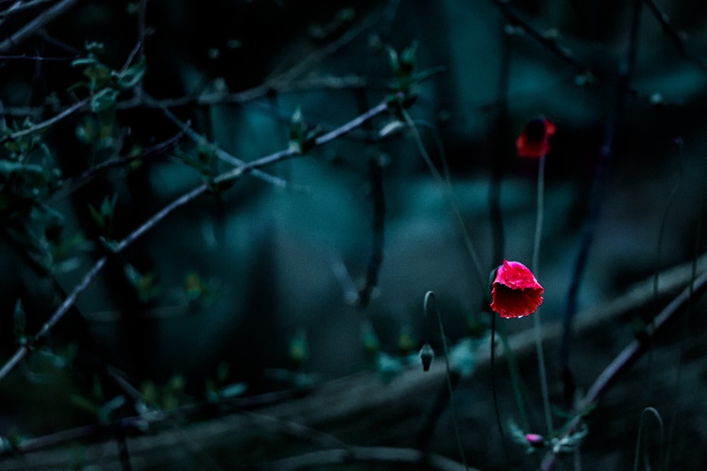 a couple red flowers