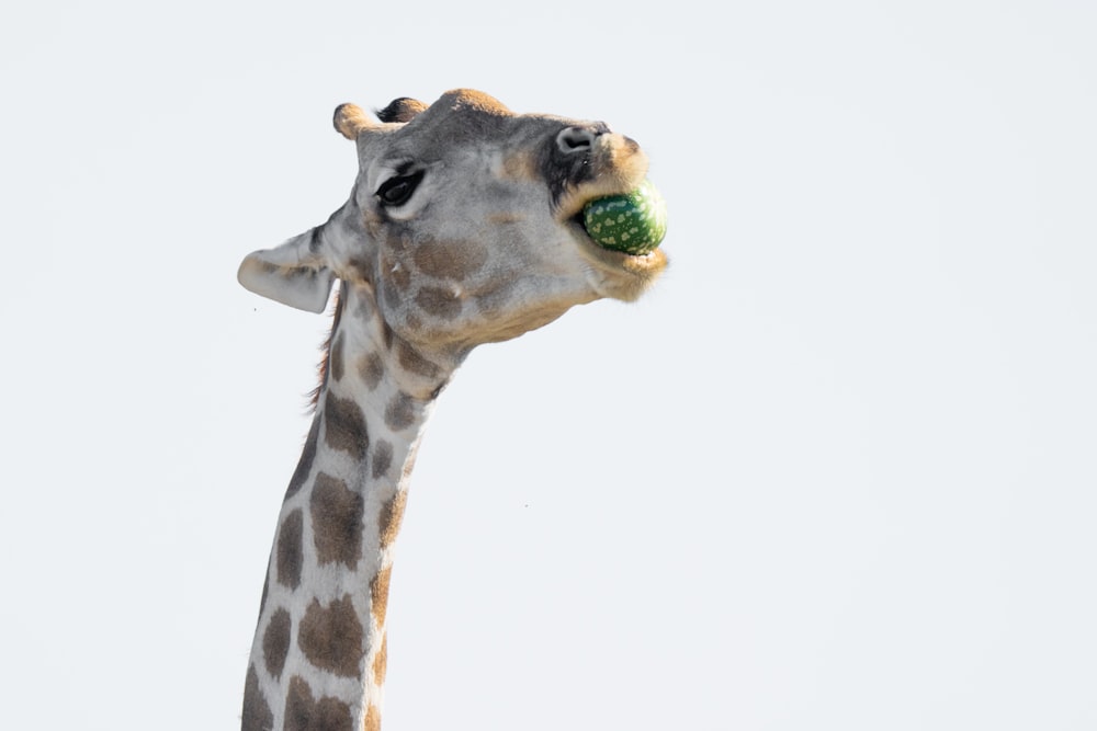 a giraffe eating a green object