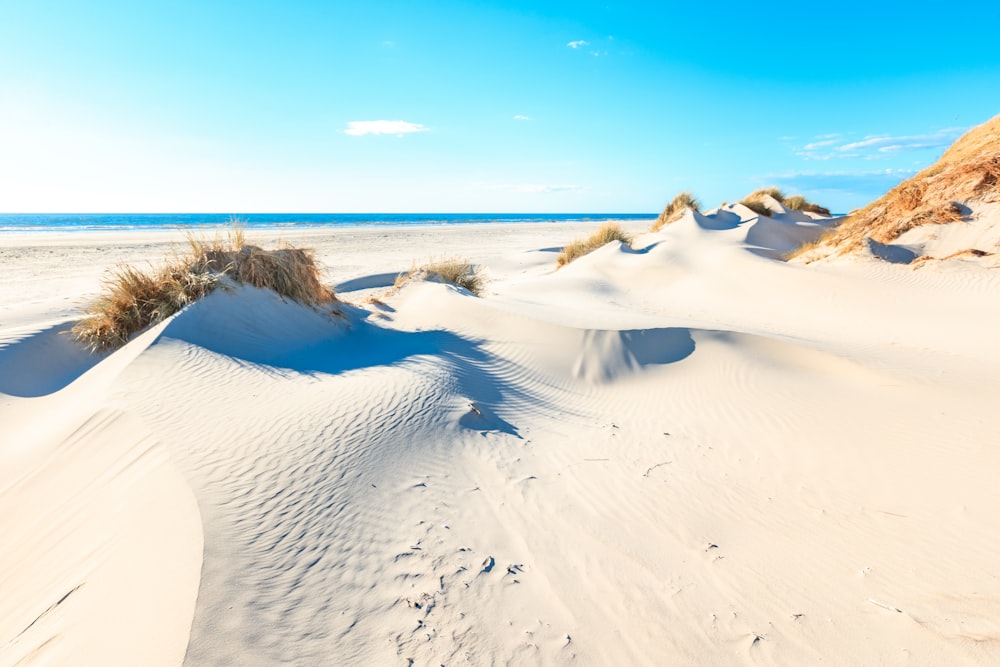 uma praia de areia com arbustos e areia
