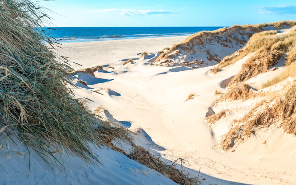 a sandy beach with water and plants