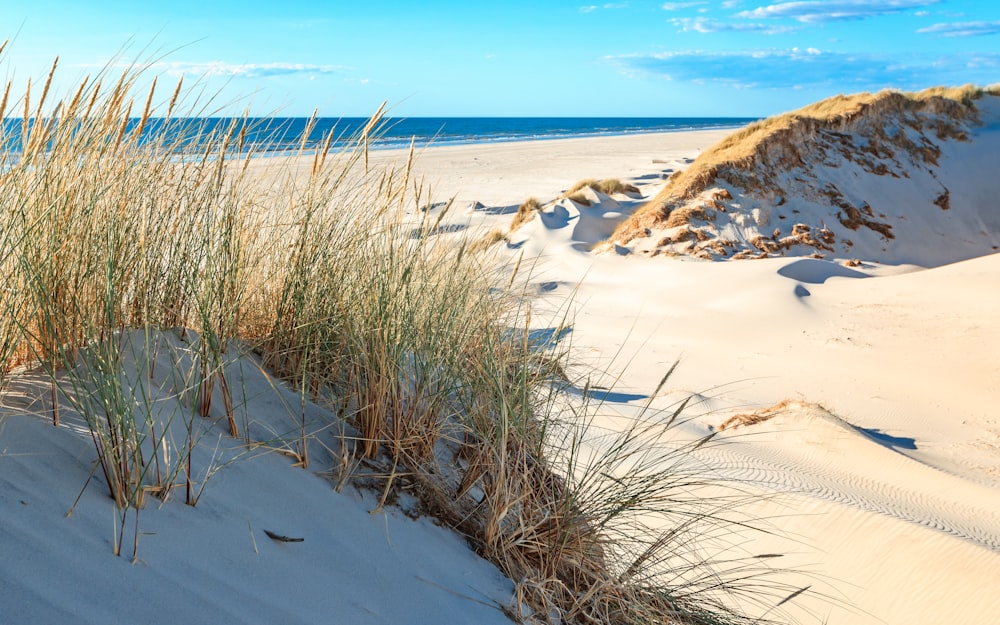 a sandy beach with plants