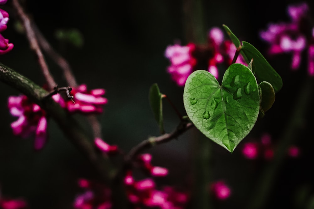 a close up of a plant