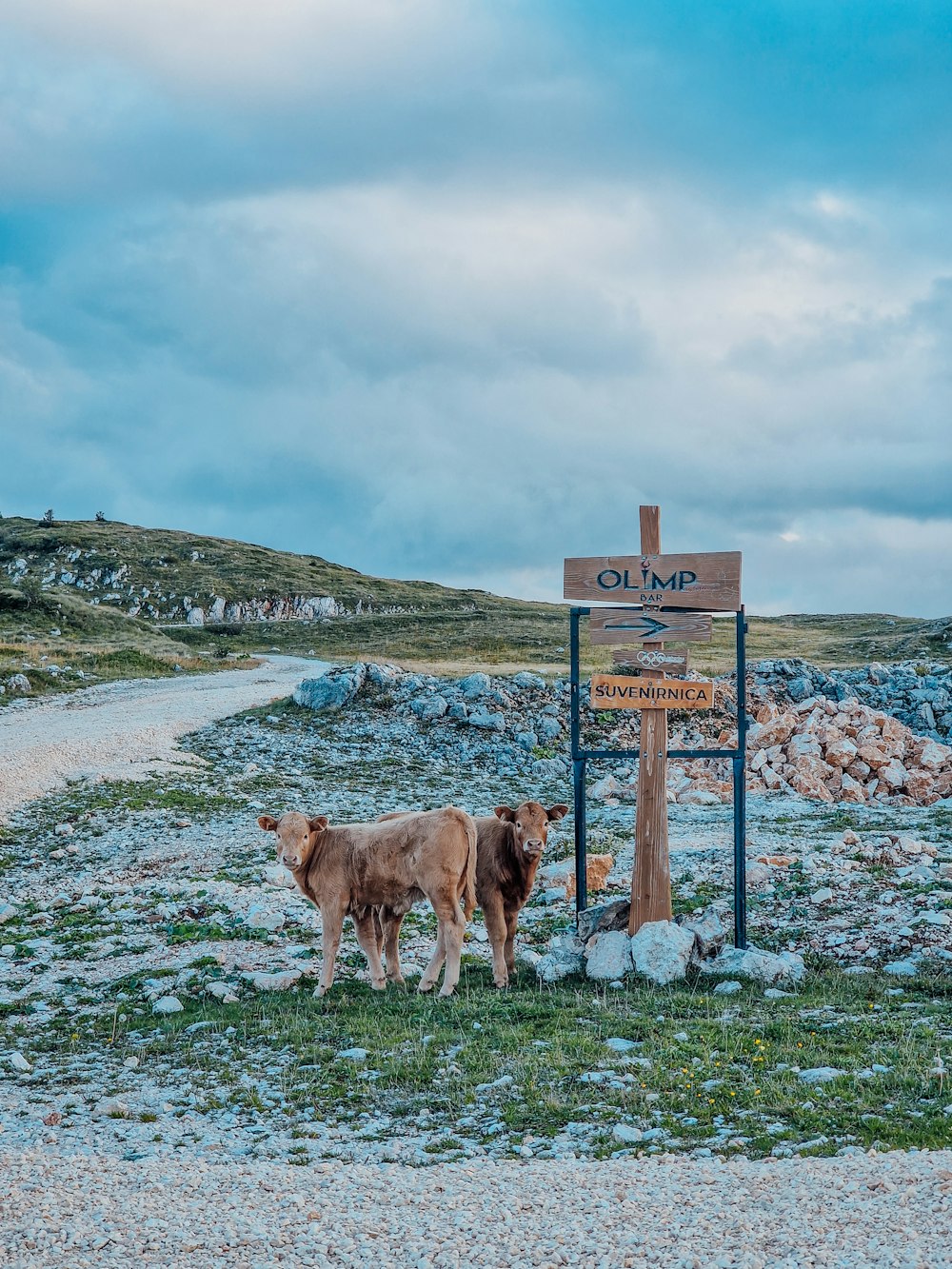 a couple of cows stand near a sign