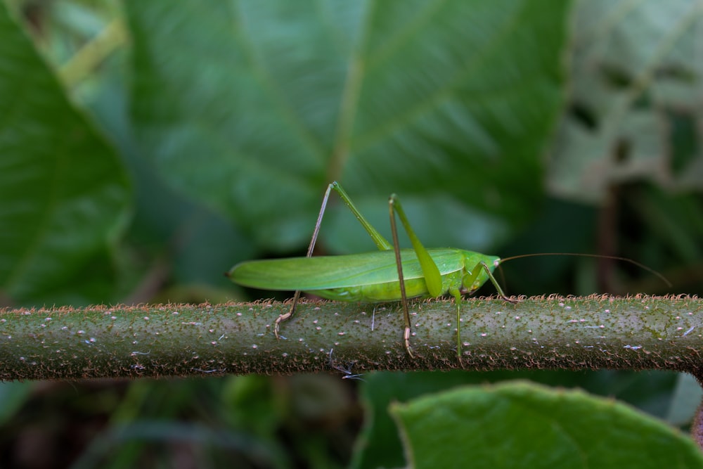 un insecte vert sur une branche