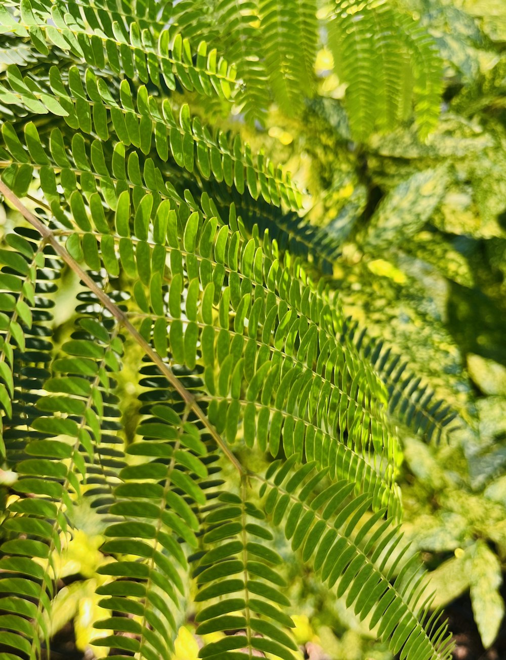 a close up of a plant