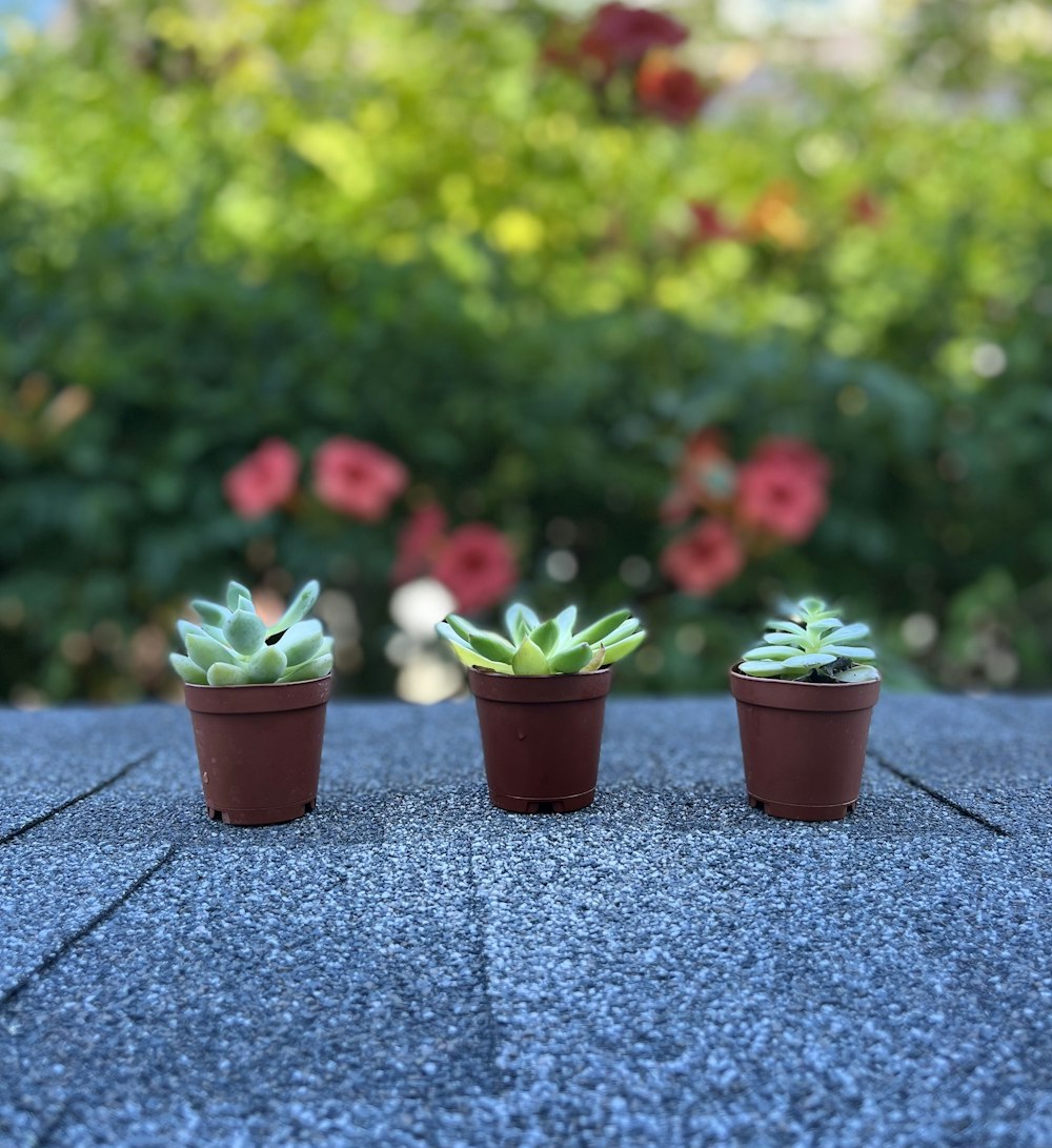 a group of potted plants