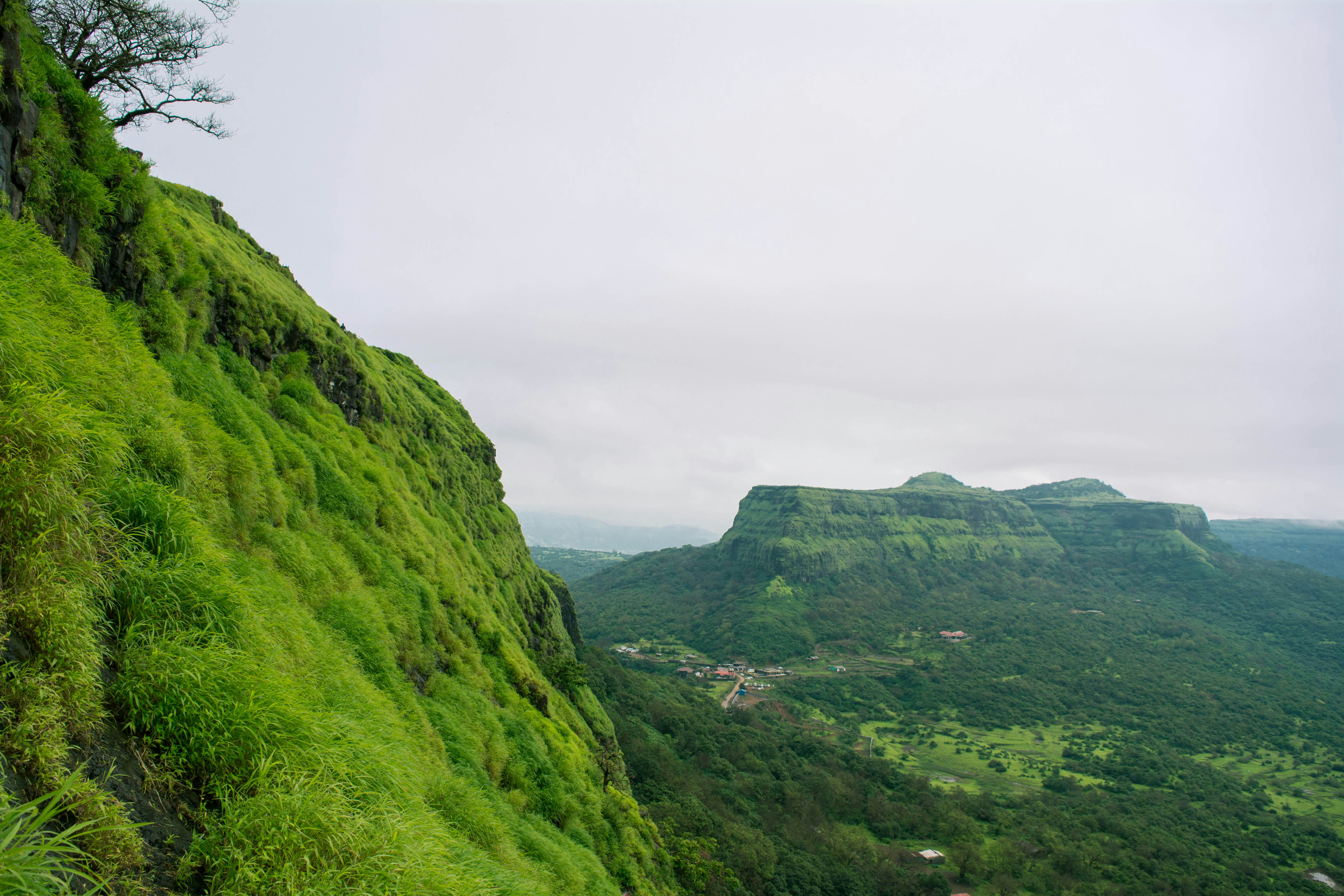 Lohagad plantation
