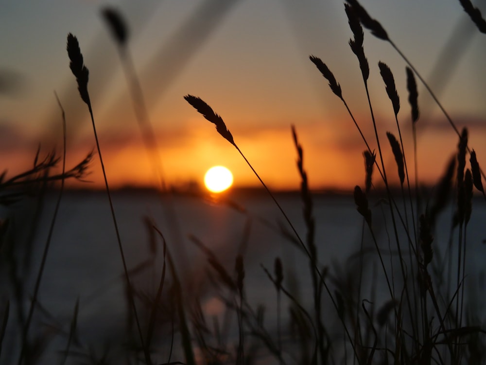 a field of wheat with the sun setting in the background