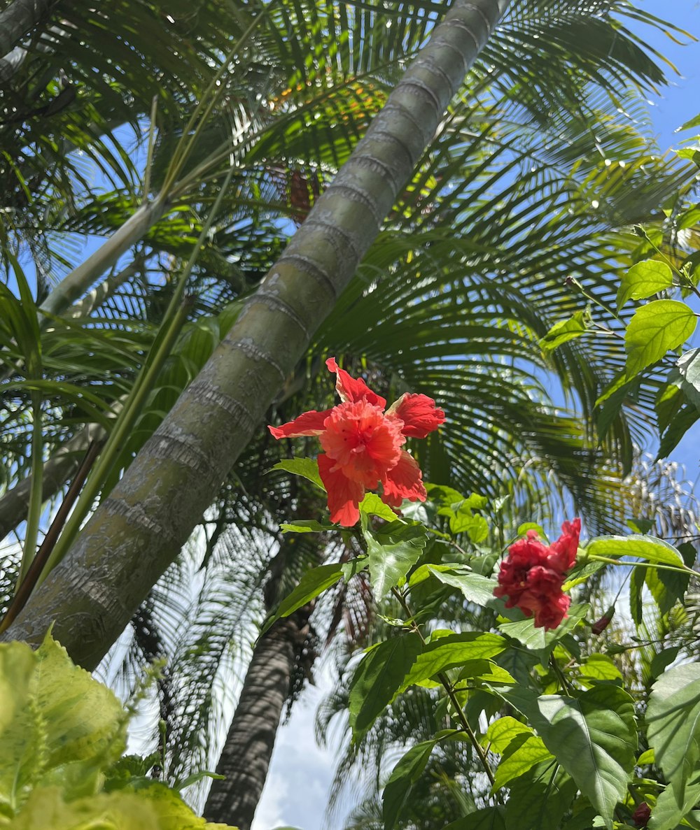 Un árbol con flores rojas