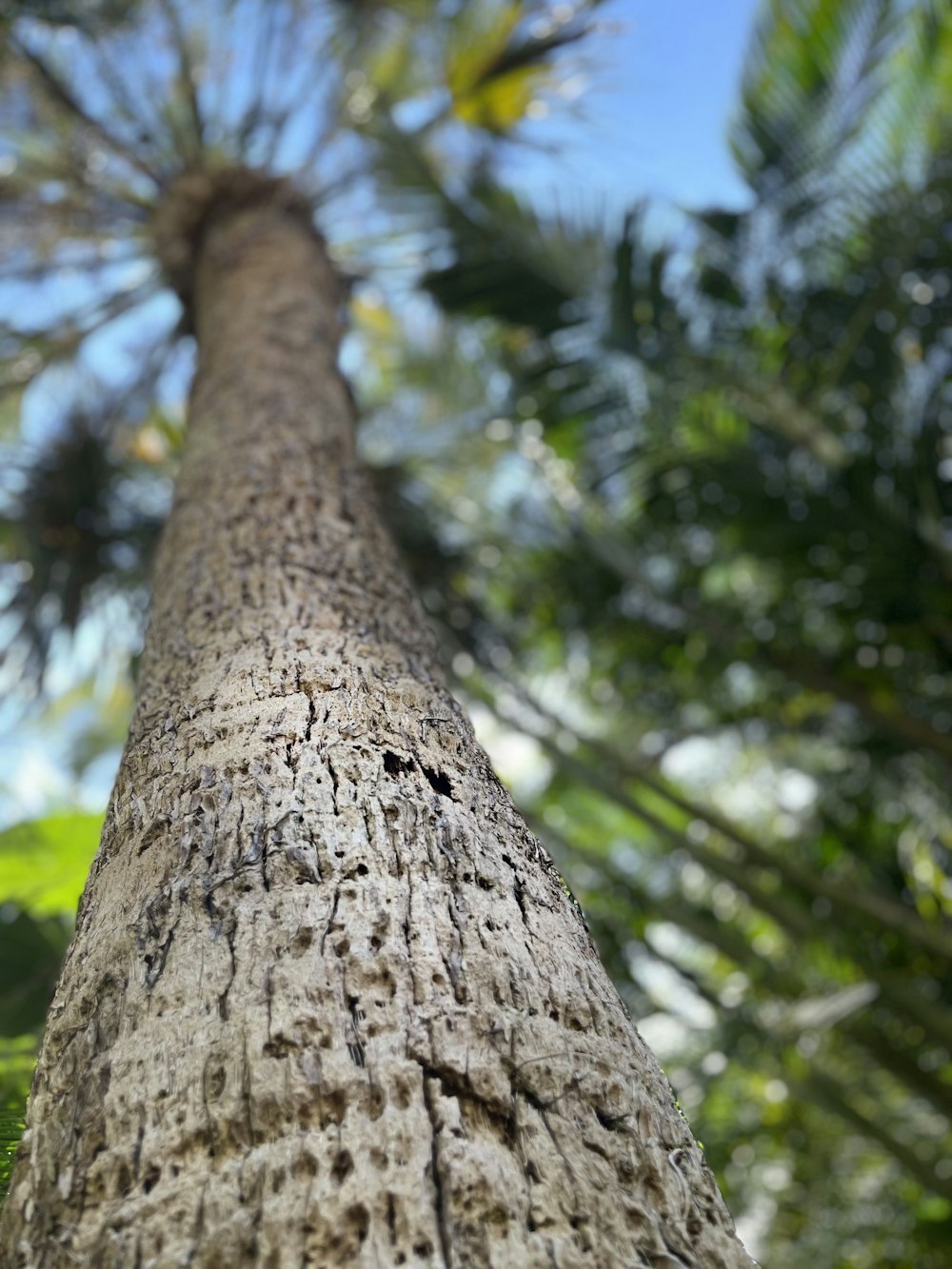 a tree trunk with a hole in it