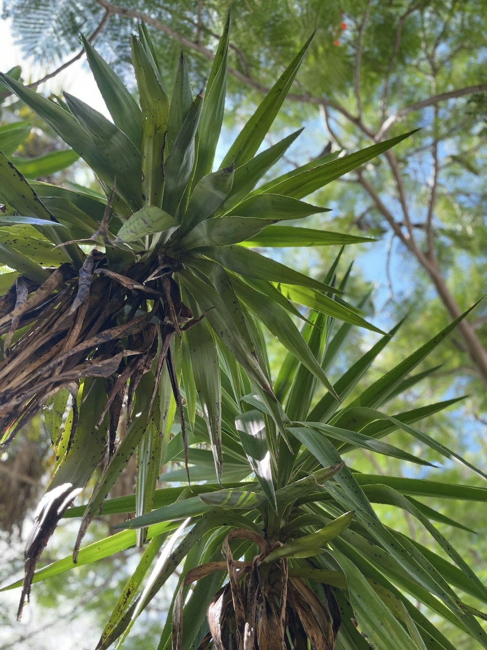 Un primer plano de un árbol