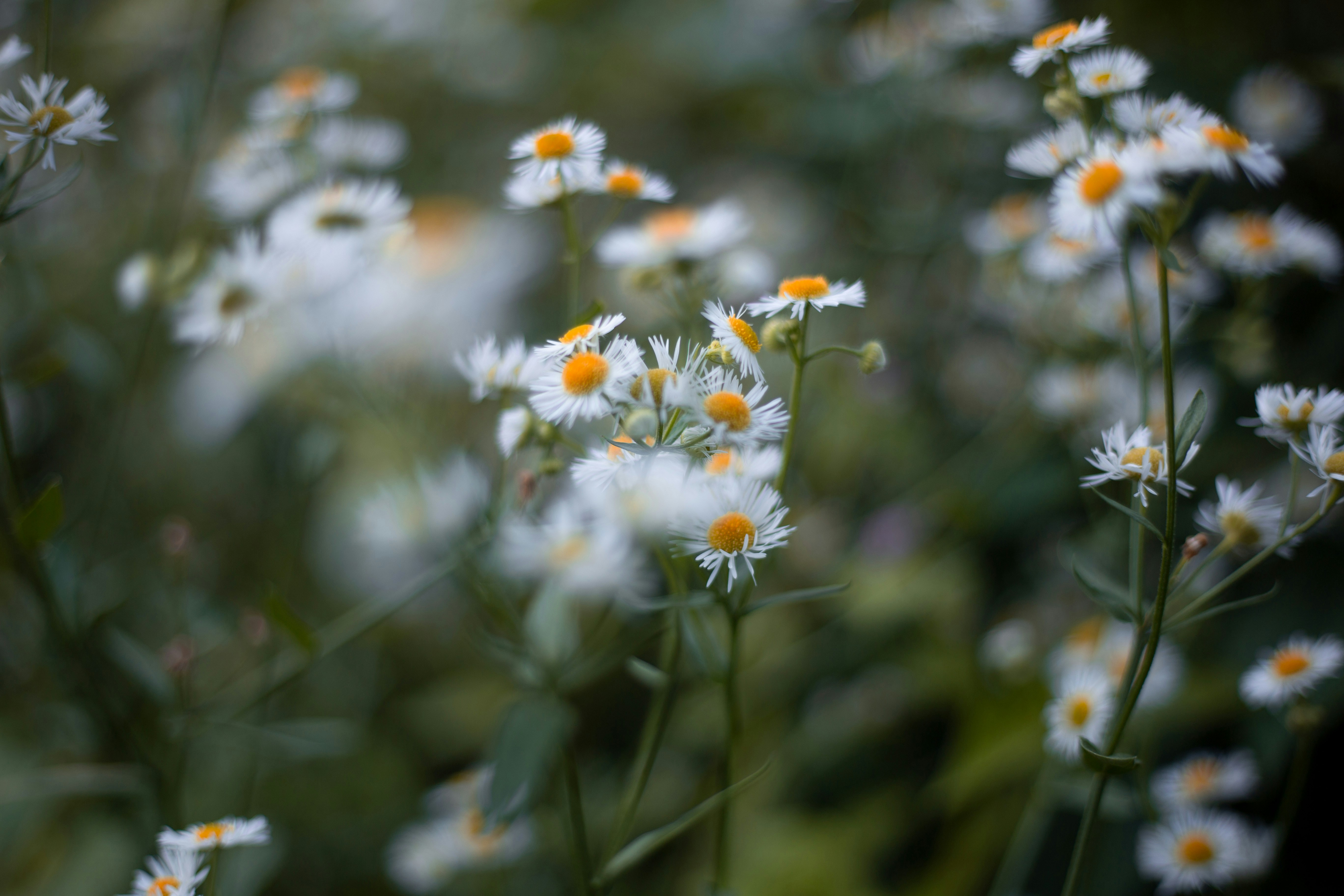 Photo by lanirudhreddy