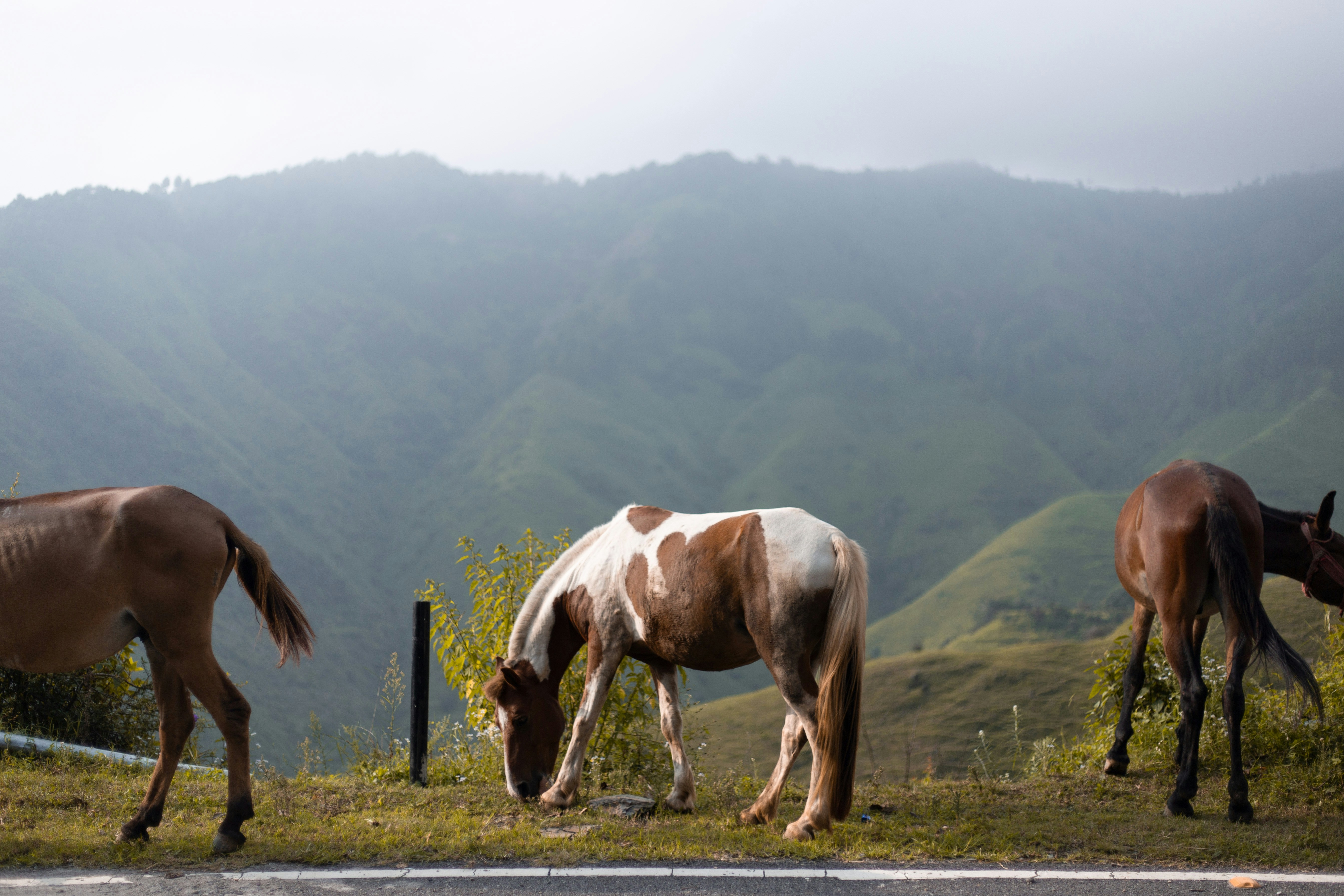 Photo by lanirudhreddy