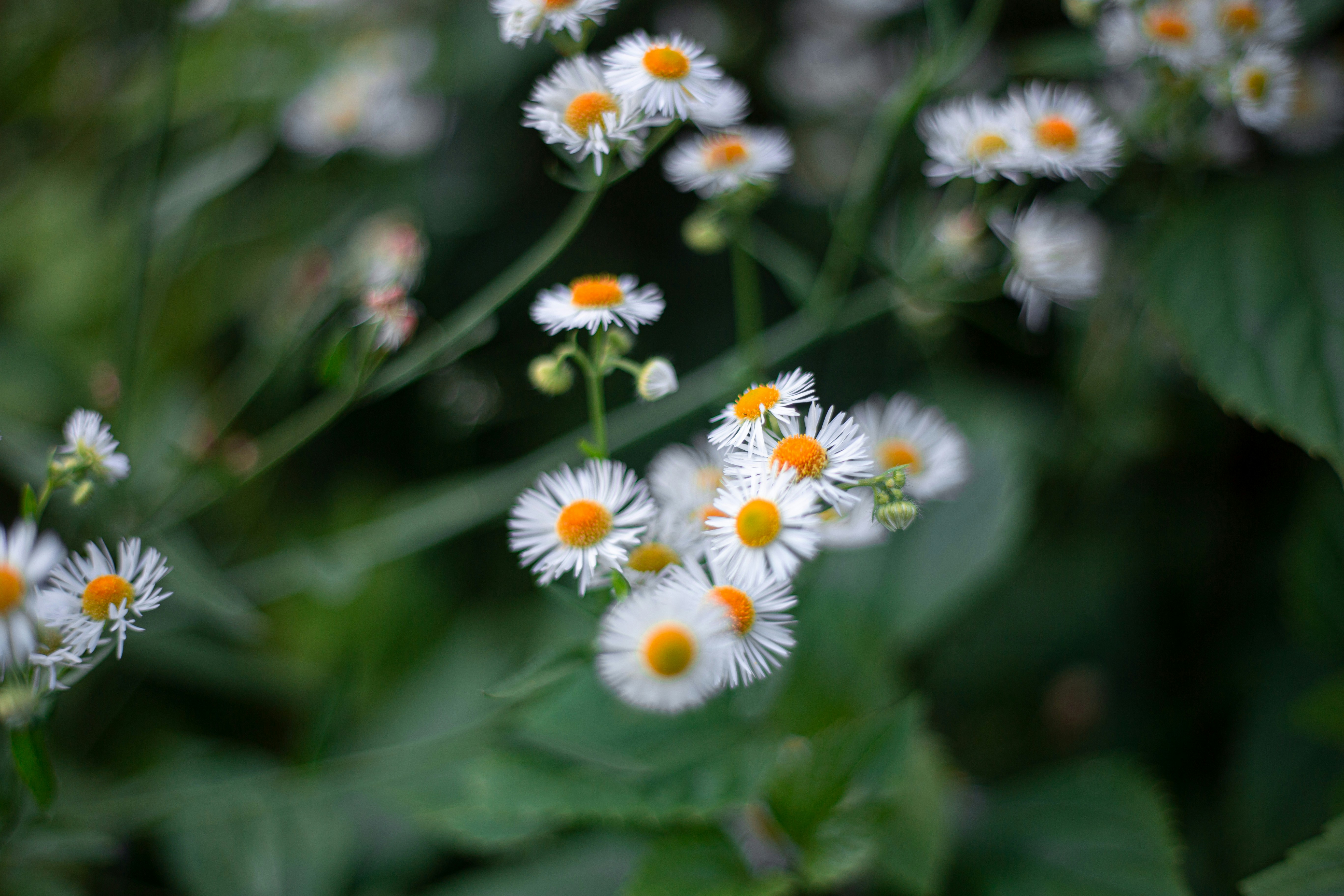 Photo by lanirudhreddy