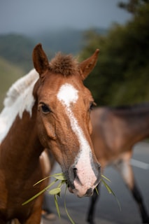 A close-up of a horse with a brown and white coat is eating green foliage. The background is slightly blurred, showing a mix of greenery and an overcast sky.