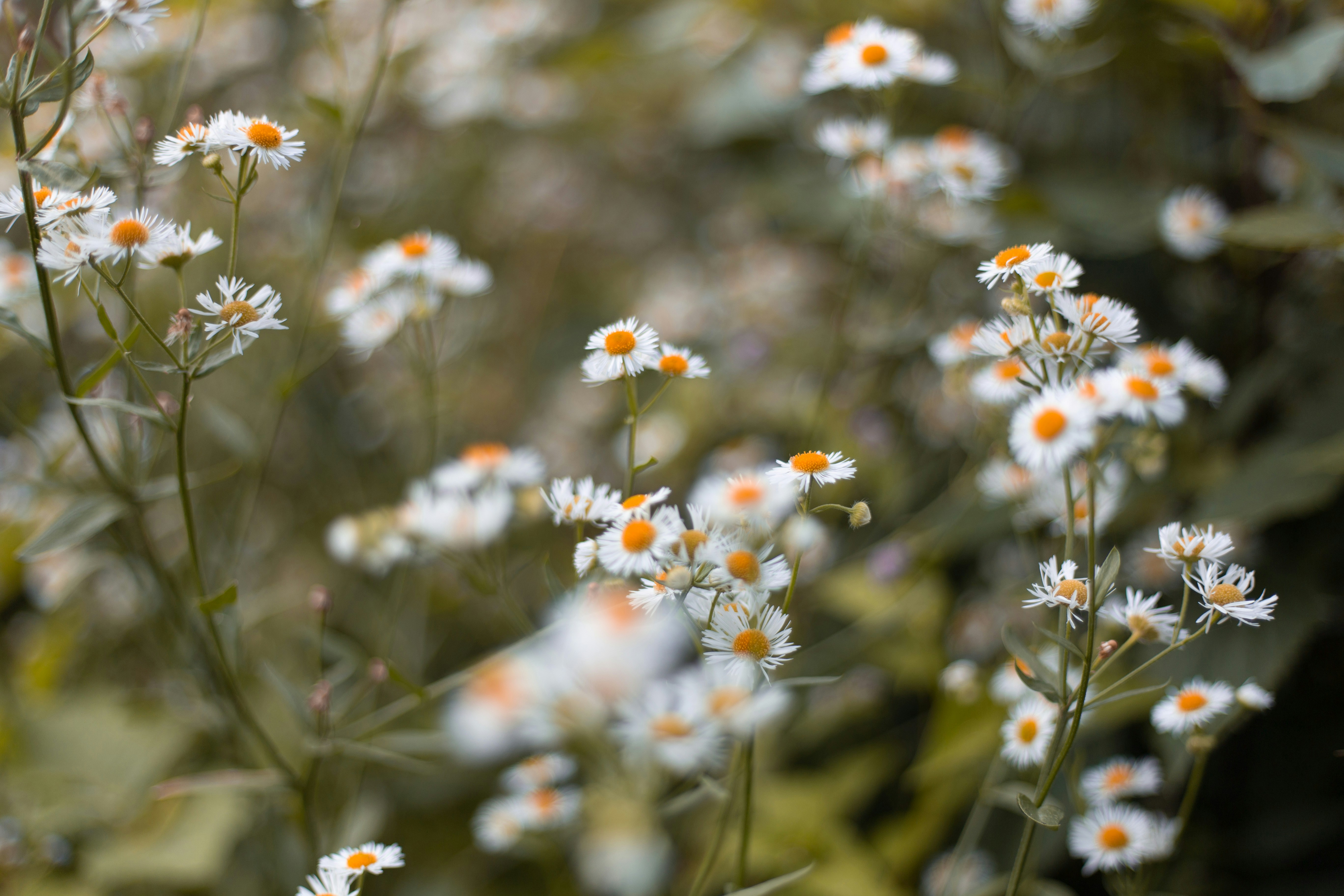 Photo by lanirudhreddy