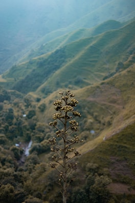 A serene Australian landscape with native plants and a hint of cannabis foliage.