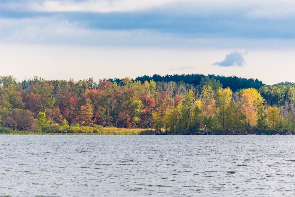 a body of water with trees around it