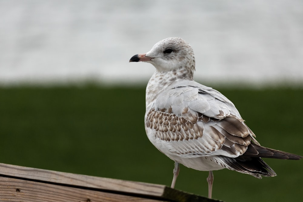 a bird standing on a wood railing