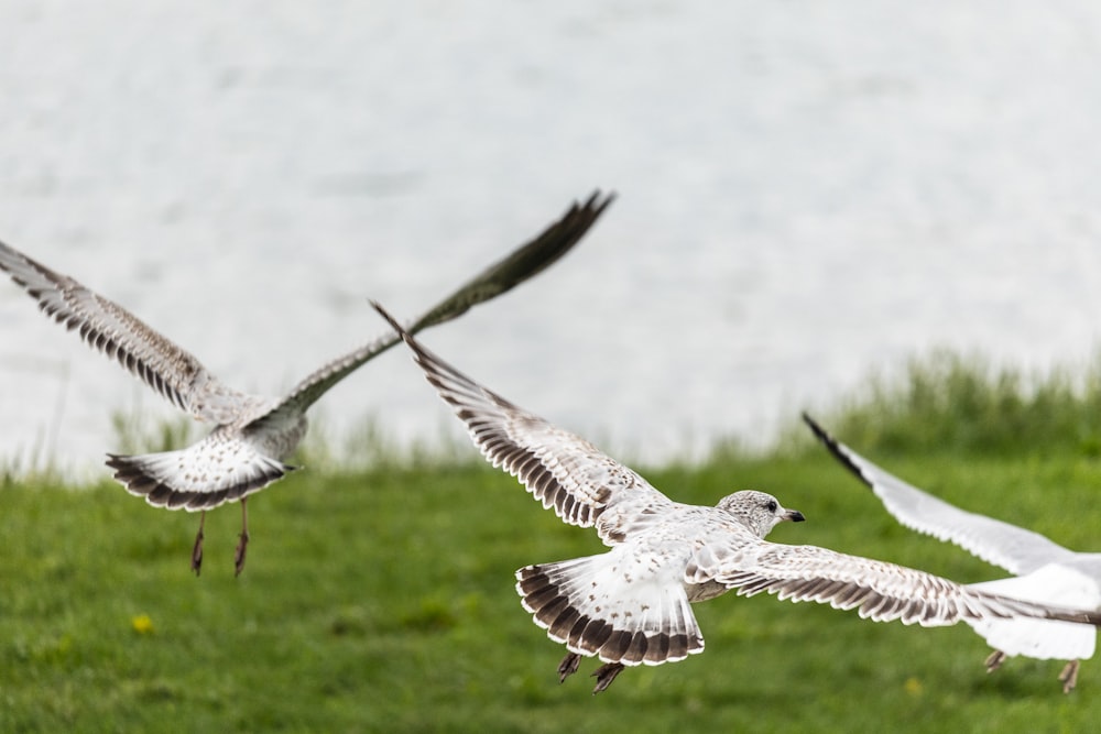 a group of birds flying