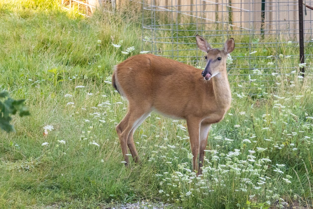 a deer in a grassy area