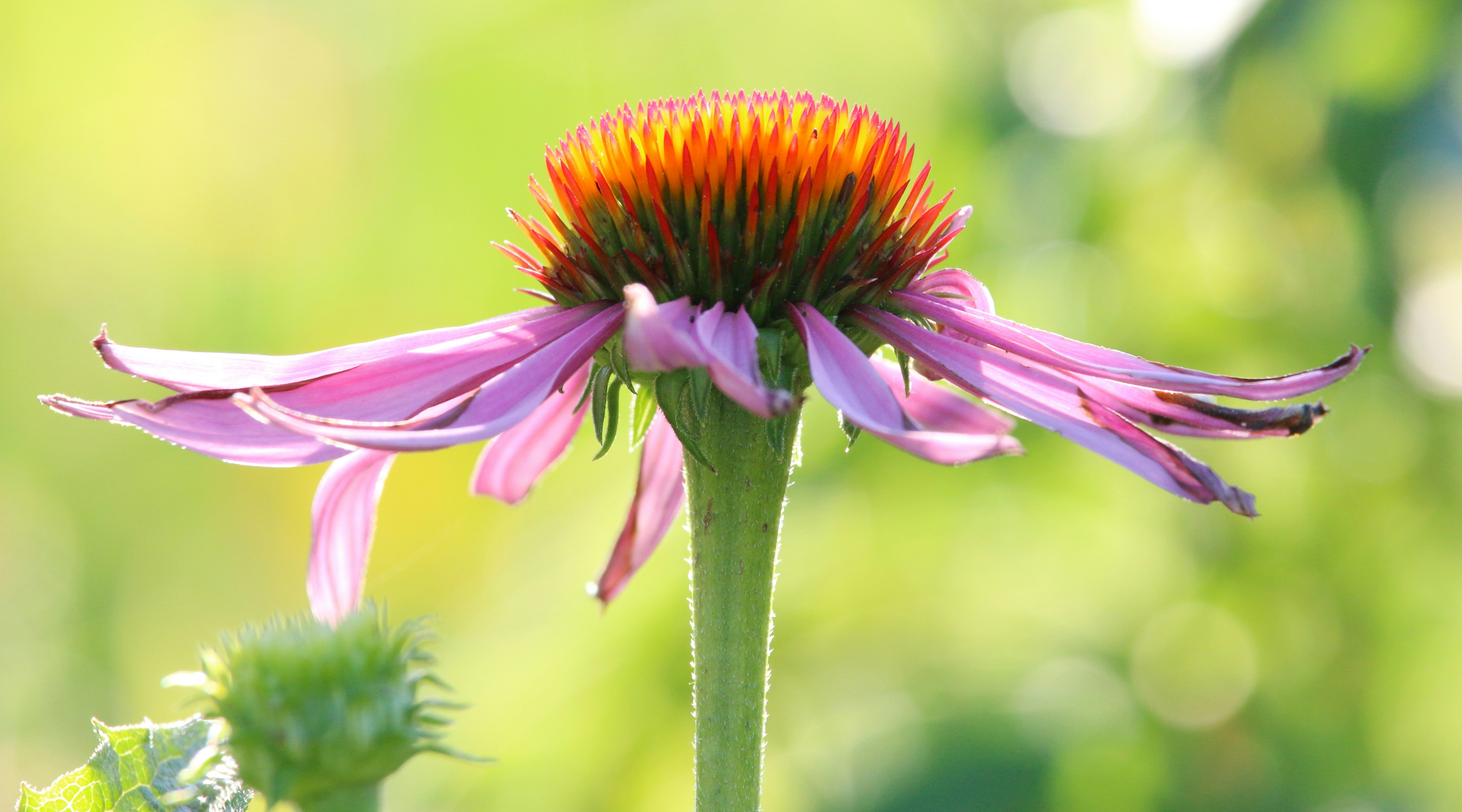 Photo by goldenplover31