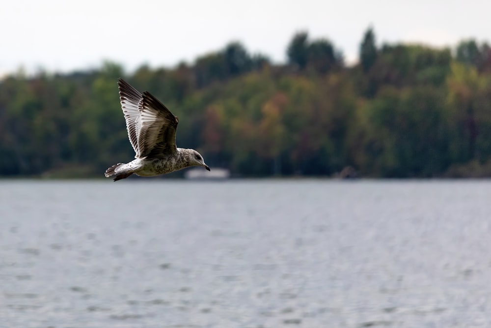 a bird flying over water