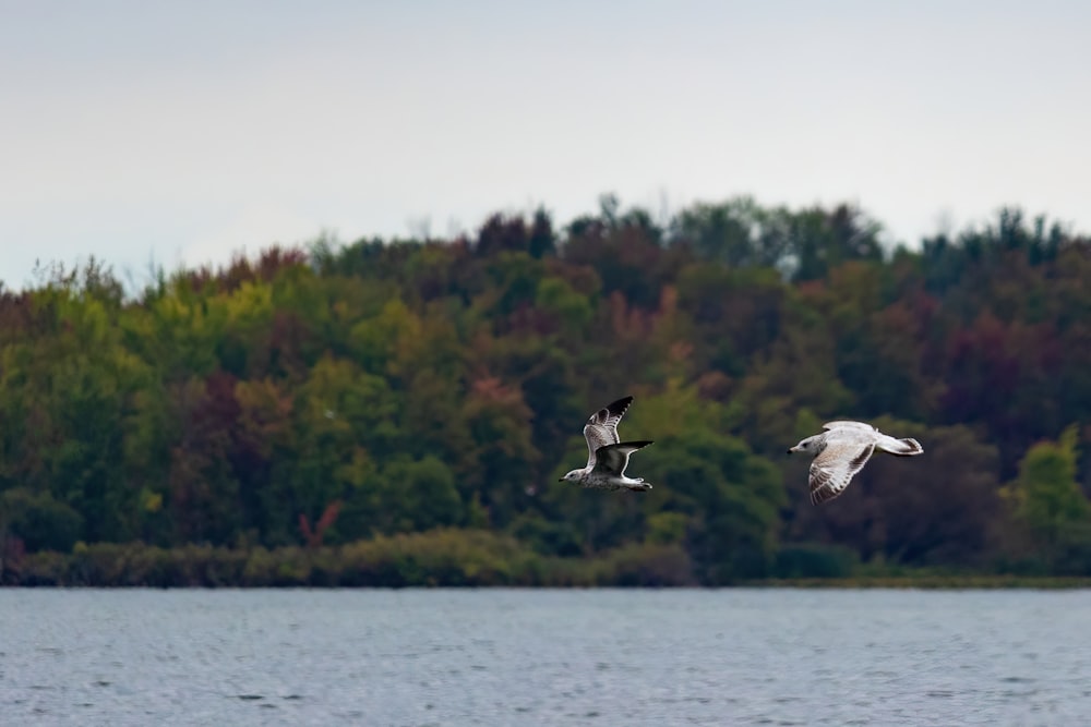 birds flying over water