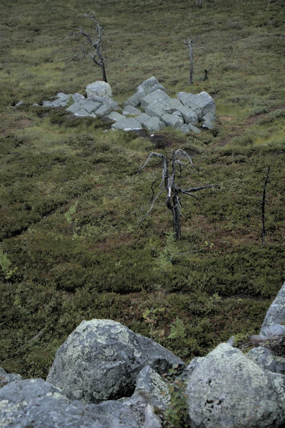 a group of trees in a grassy area