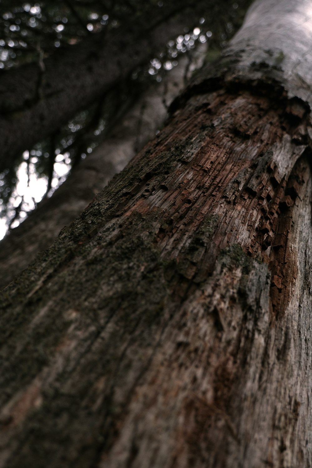 a close up of a tree trunk