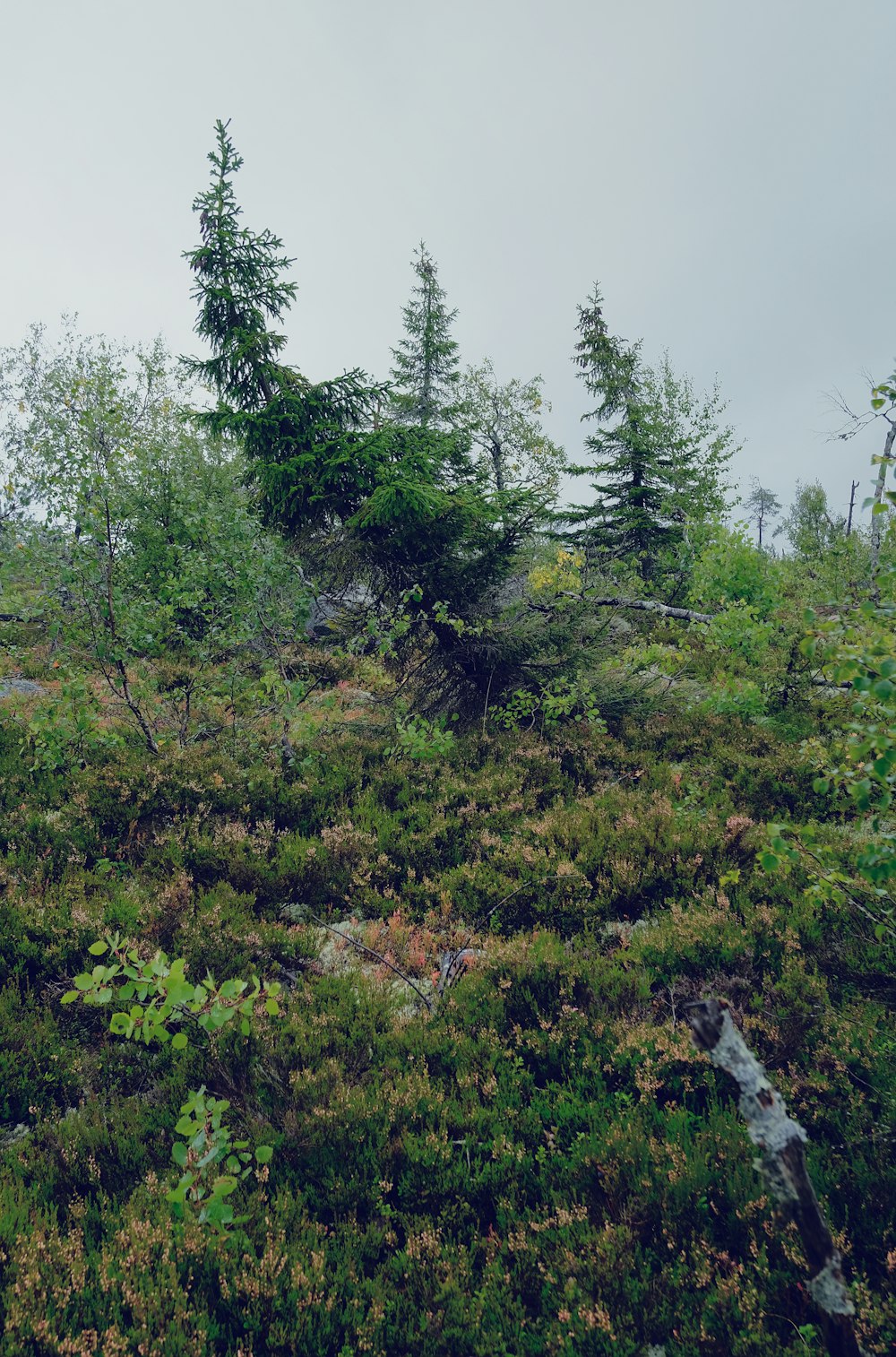 a group of trees