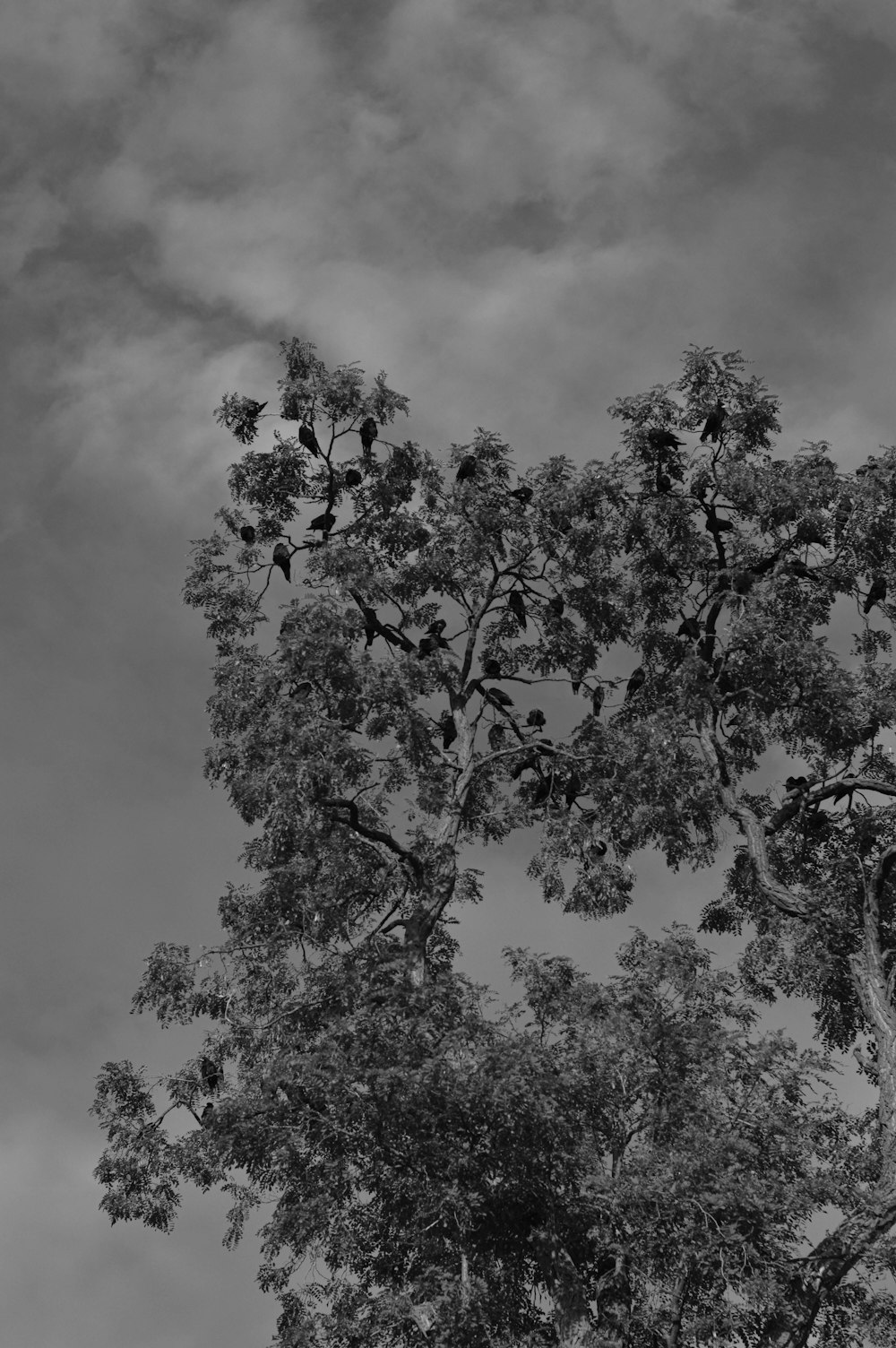 a tree with many branches