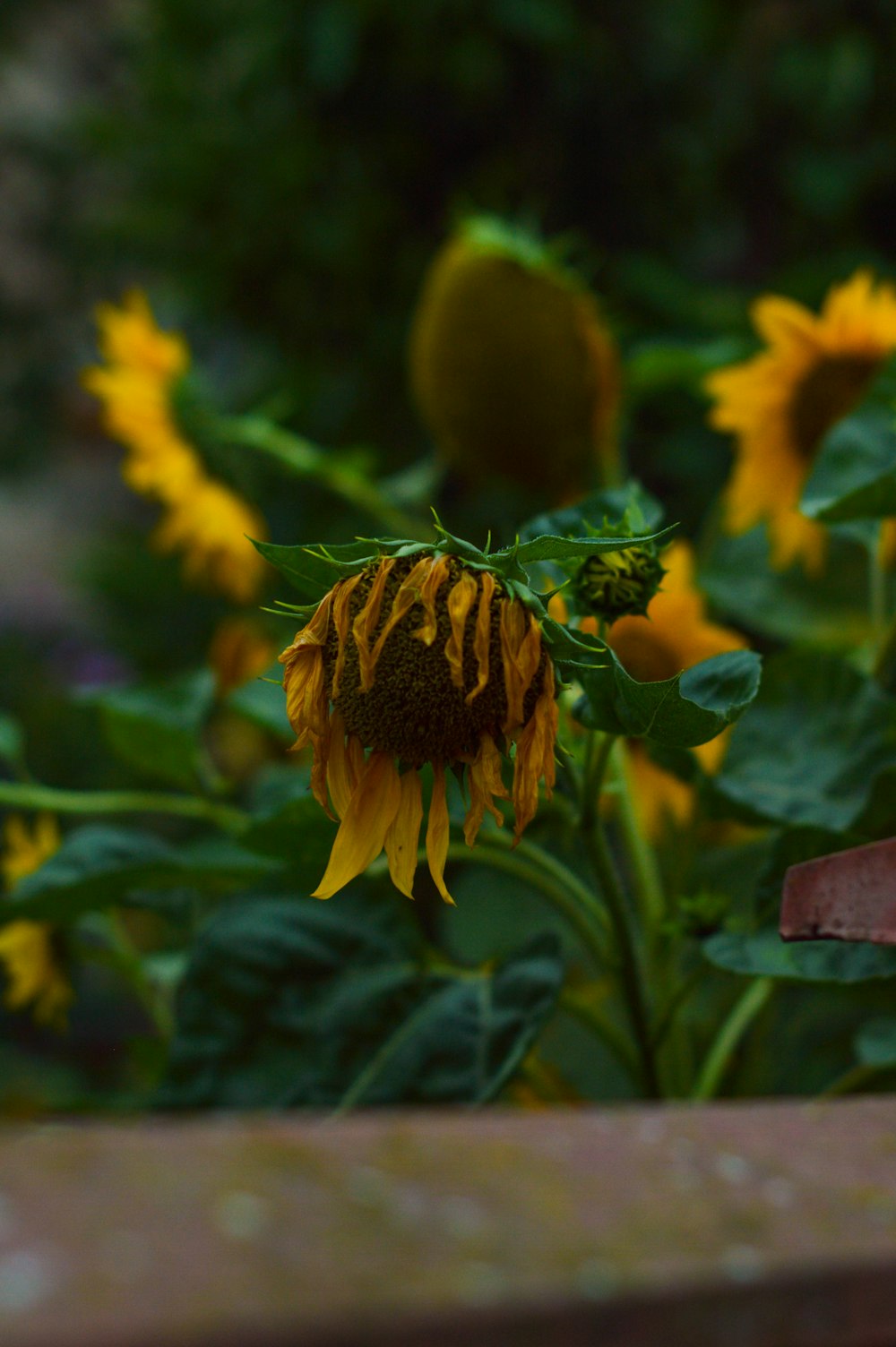 a yellow sunflower with green leaves