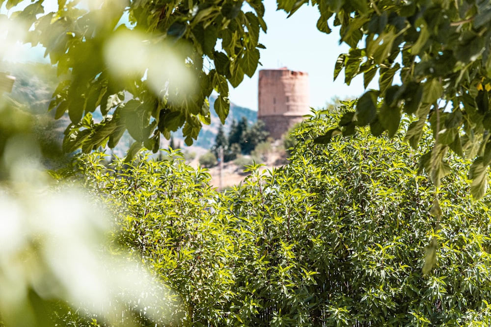 a building behind a bush