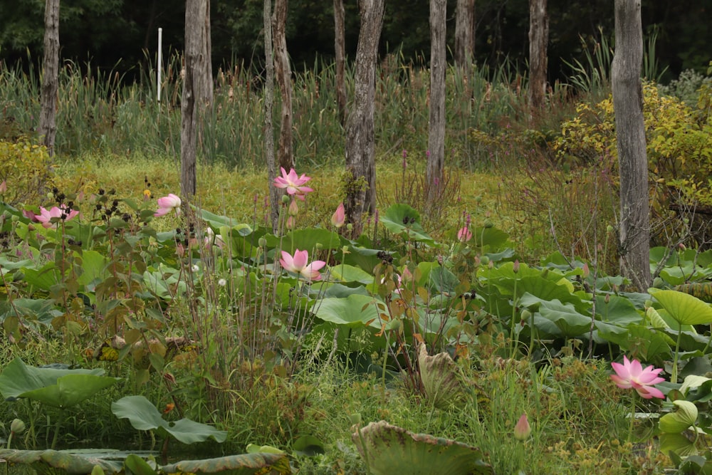 Un grupo de flores en un bosque