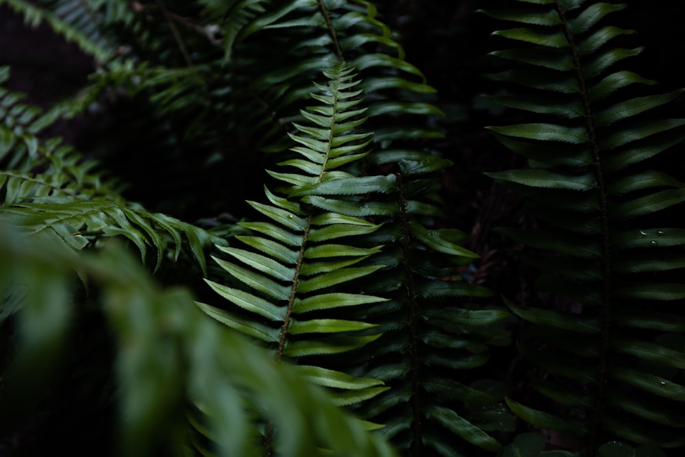 a close-up of some leaves