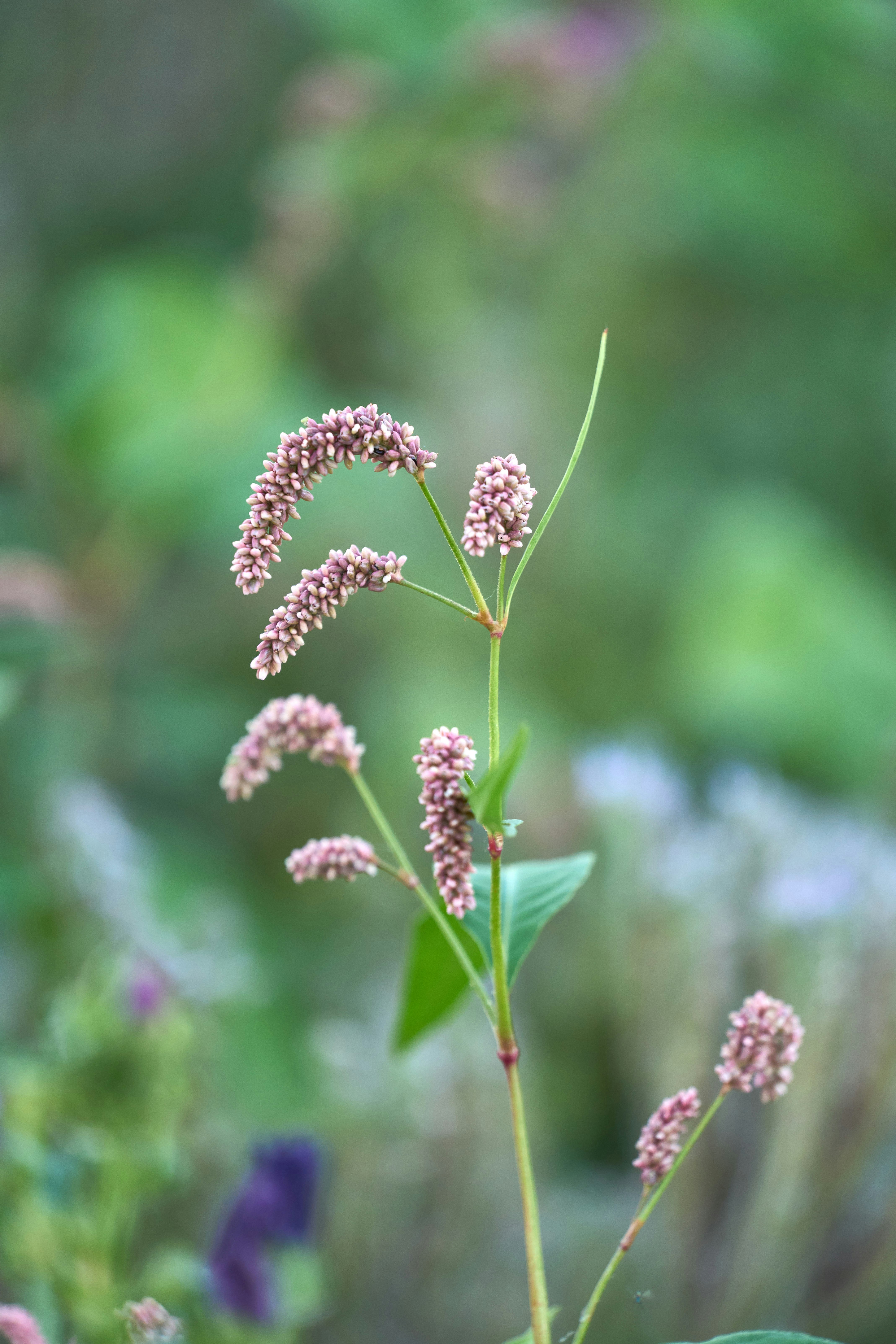 Photo by wolfgang_hasselmann