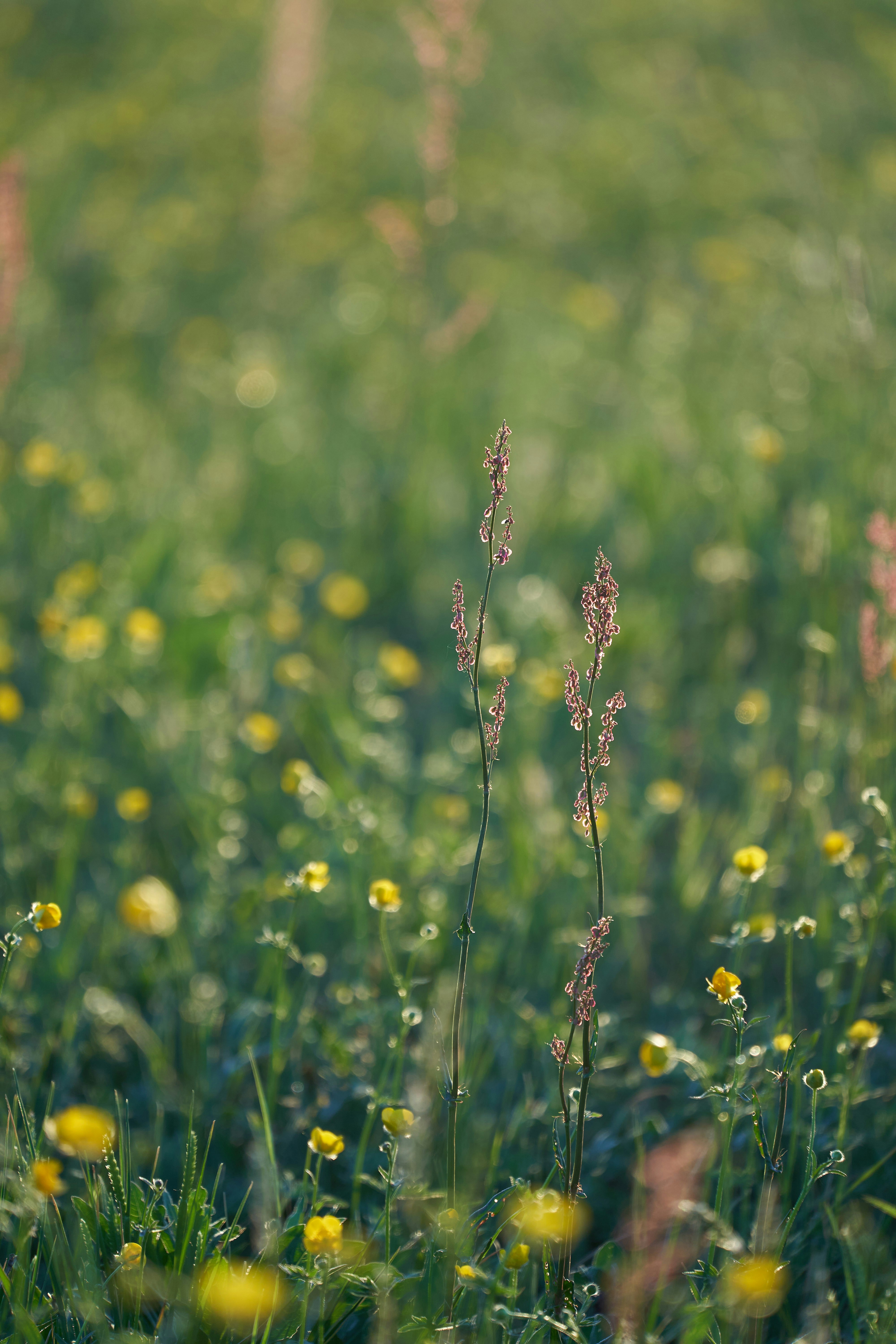 Photo by wolfgang_hasselmann