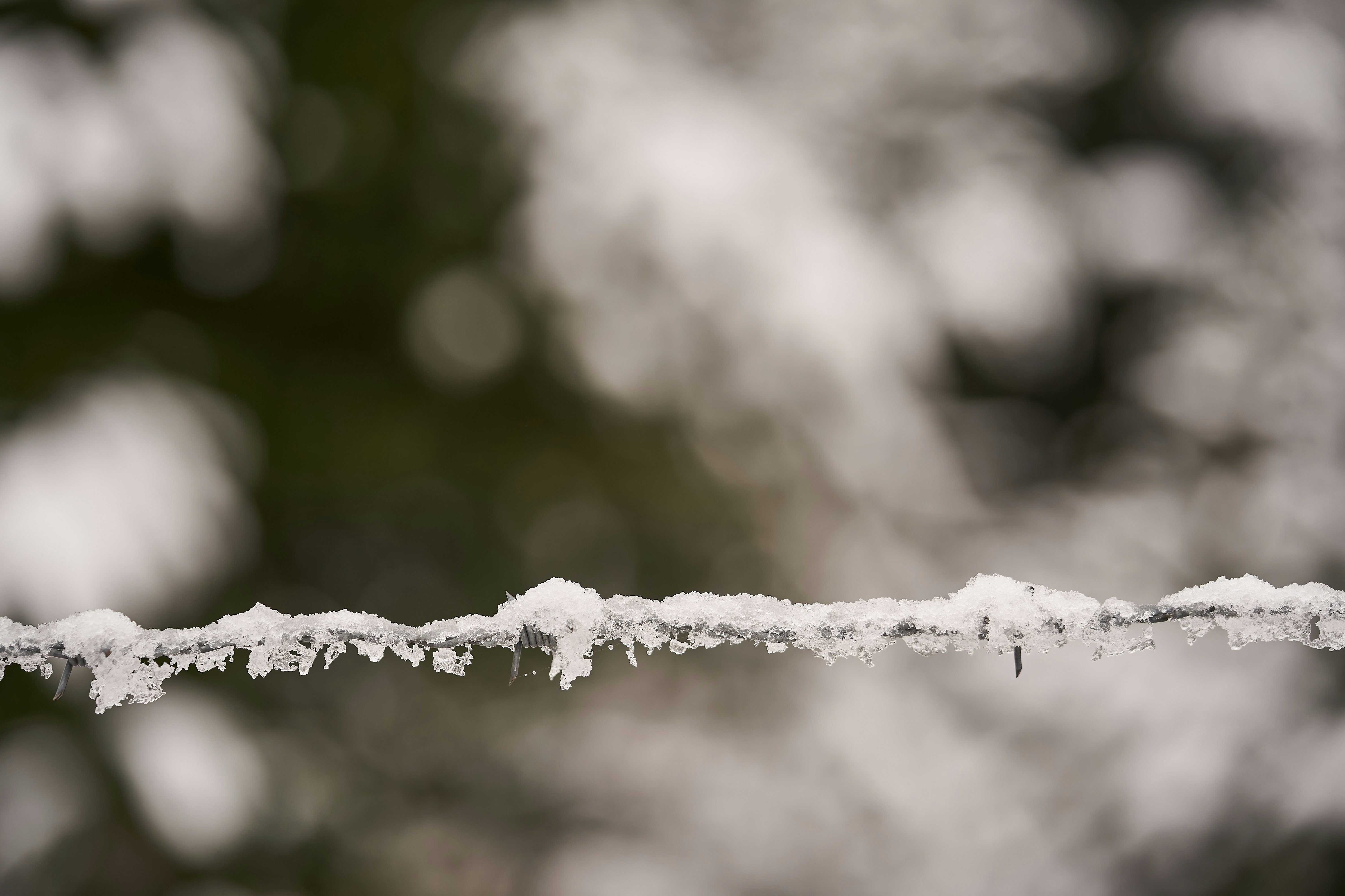 Photo by wolfgang_hasselmann