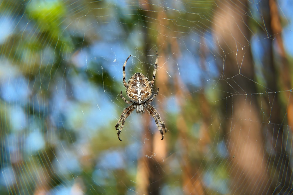 a spider on a web