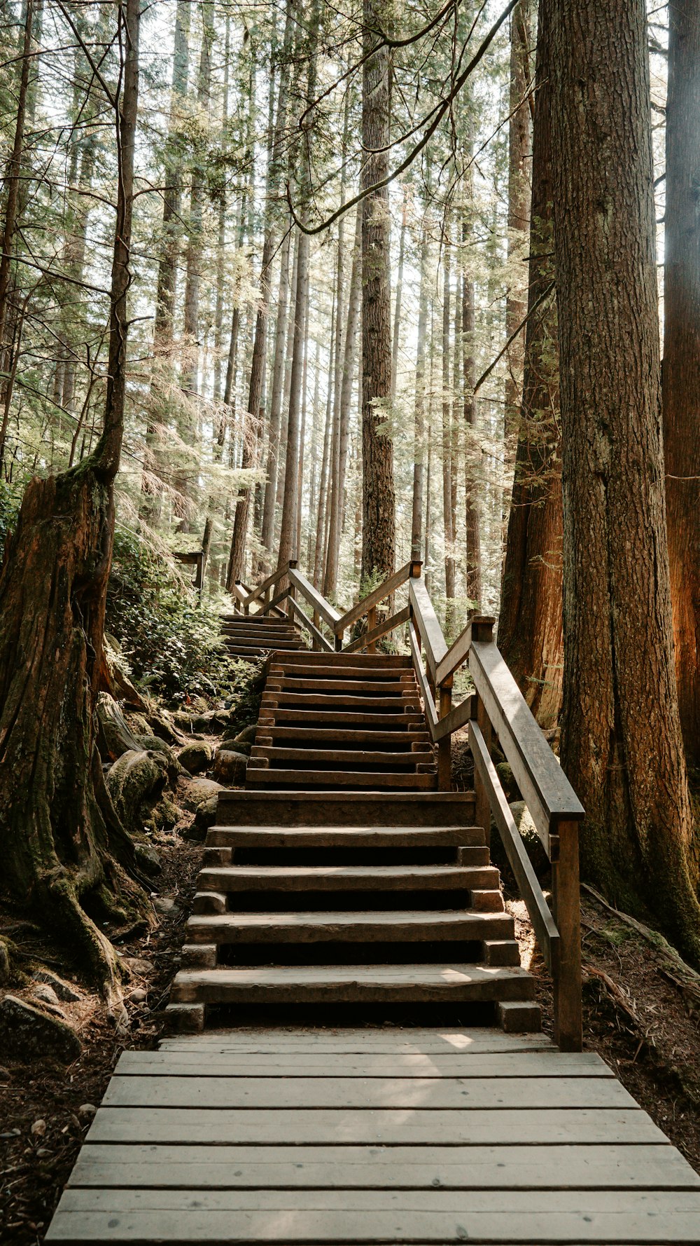 a wooden staircase in a forest