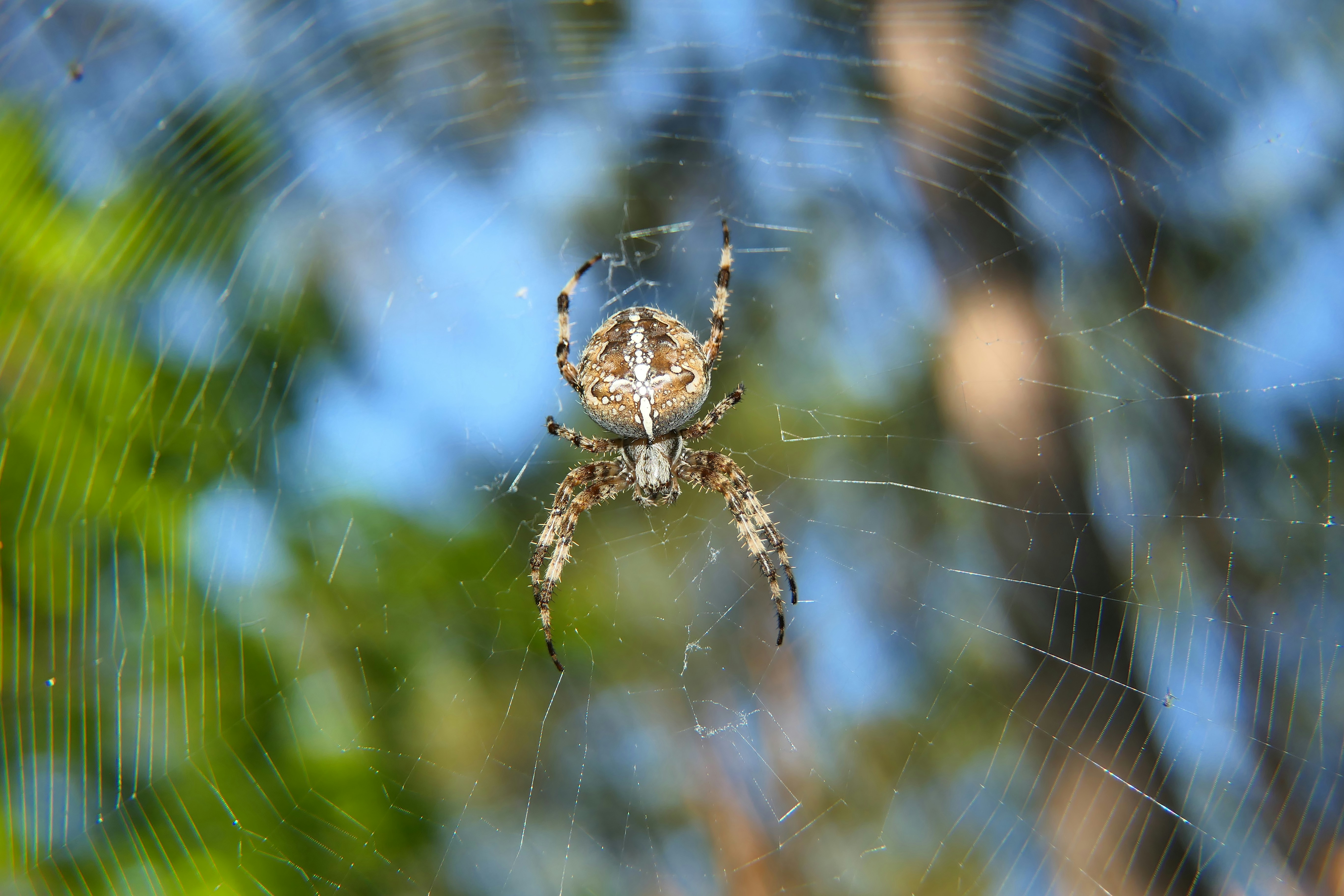 a spider on a web