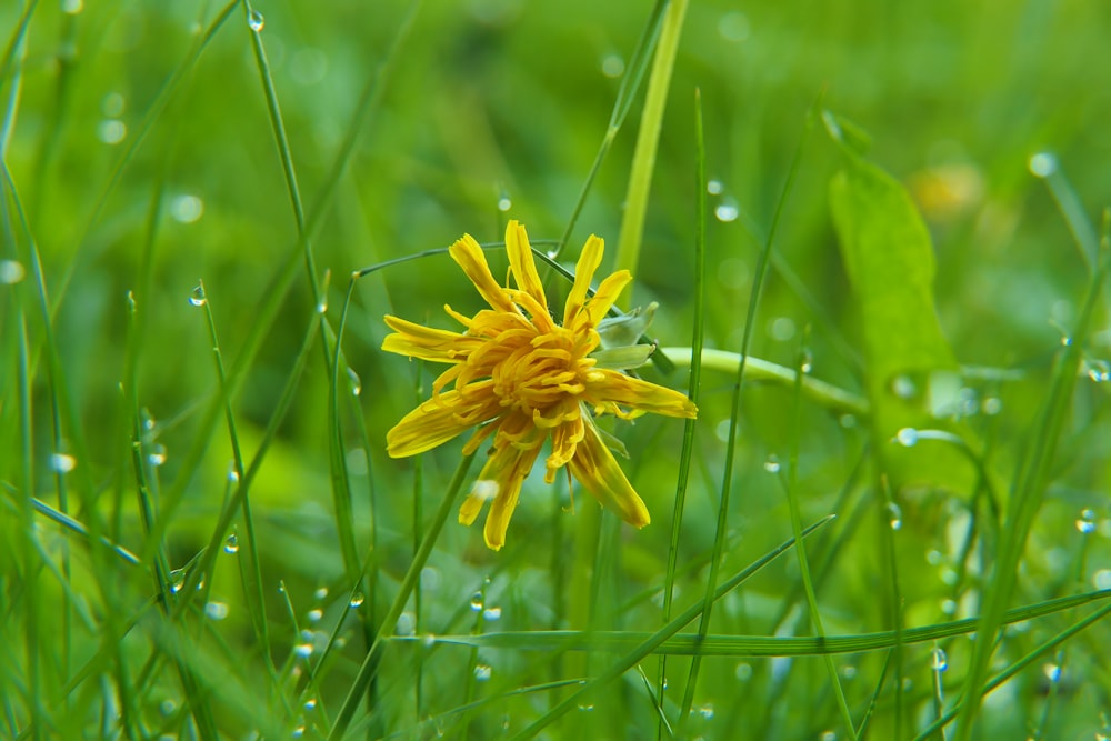 a yellow flower in a field of grass