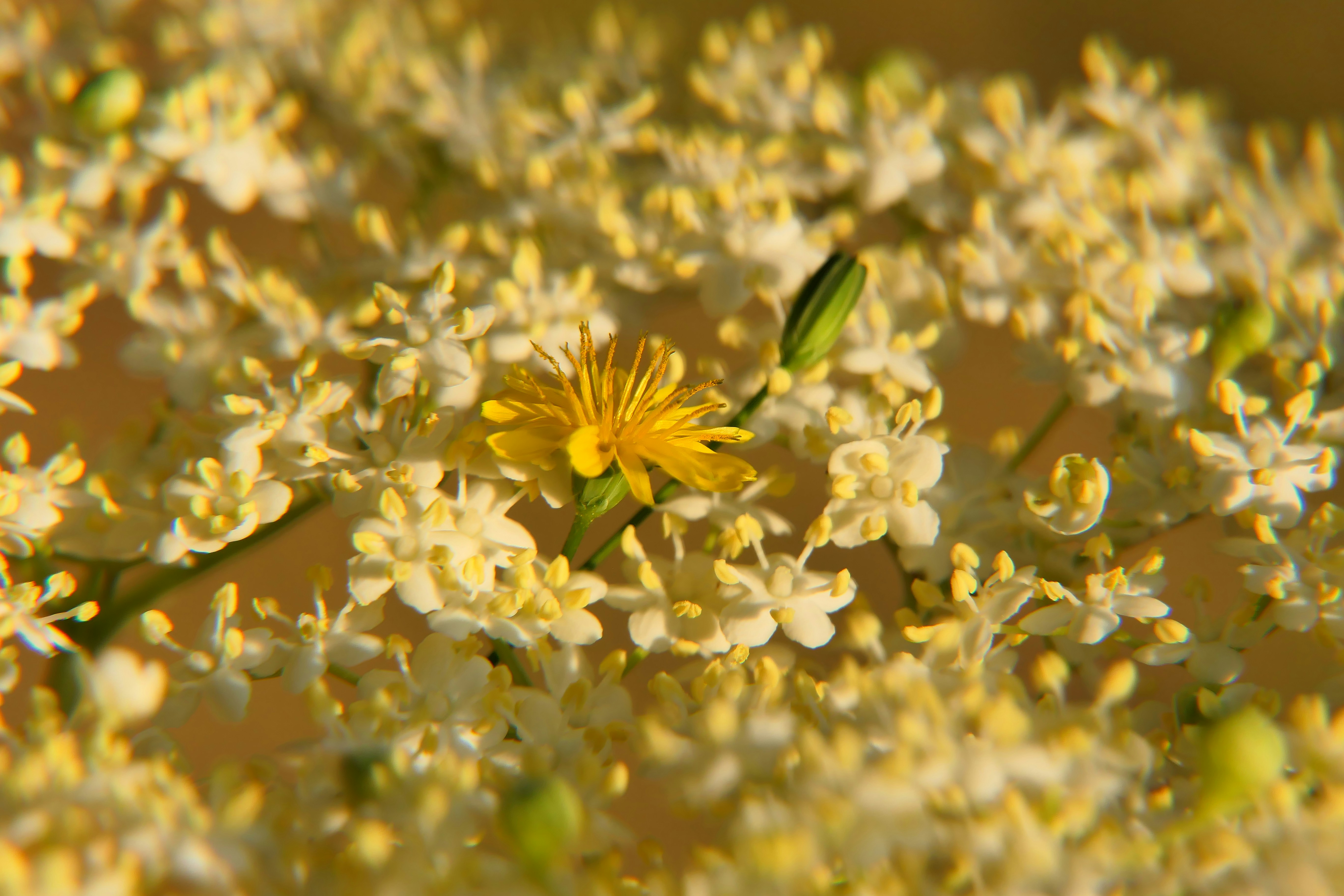 a close up of a flower